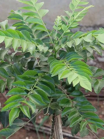 करी पत्ता की मदद से पेट की चर्बी करें खत्म, जानिए आसान उपाय