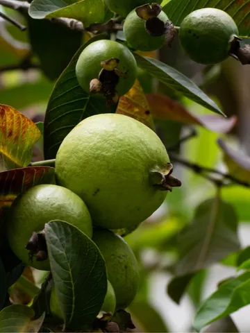 सेहत के लिए वरदान है भुने हुए अमरूद, मिलते हैं ये फायदे