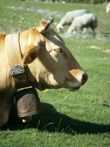 इस देश में गाय की डकार और भेड़ के पेशाब पर लगता है टैक्स, जानिए क्या है वजह