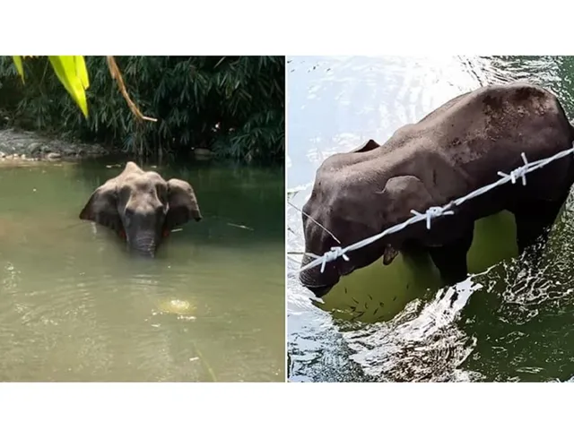 प्रेग्नेंट हथिनी को पटाखों से भरा अनानास खिलाने का मामला, बॉलीवुड एक्ट्रेसेस का भी सामने आया एंग्री रिएक्शन
