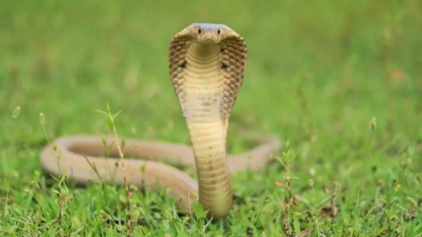Cobra snake