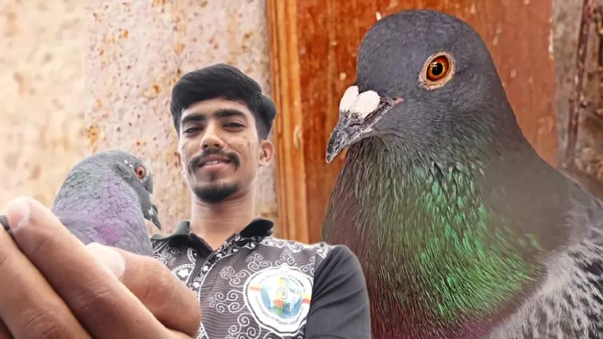 mandya dove(5)