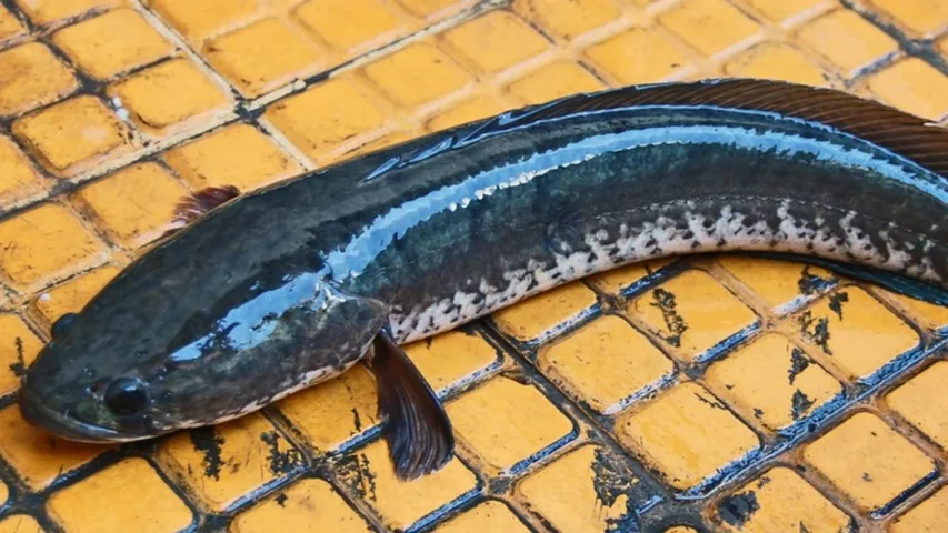 Murrel fish