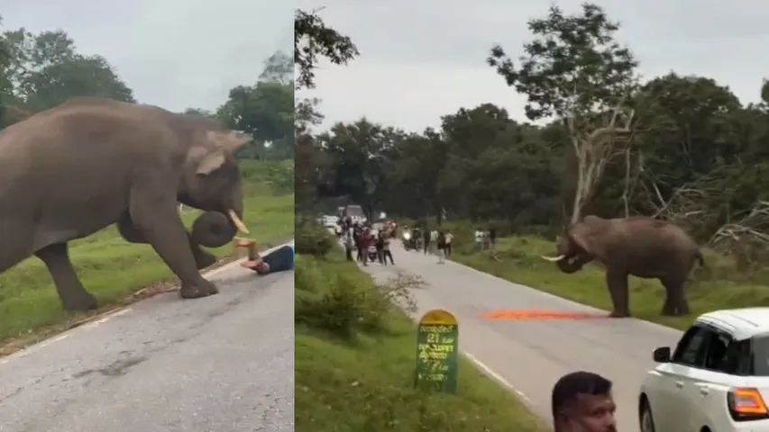 CMR_ELEPHANT_NEW