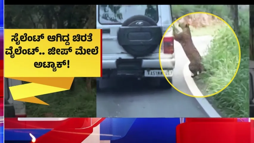 leopard safari attack