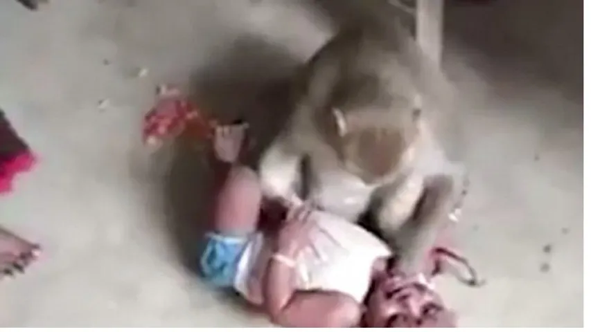 monkey kidnap child in UP