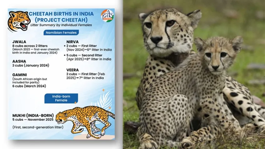 cheetha at kuno national park (1)