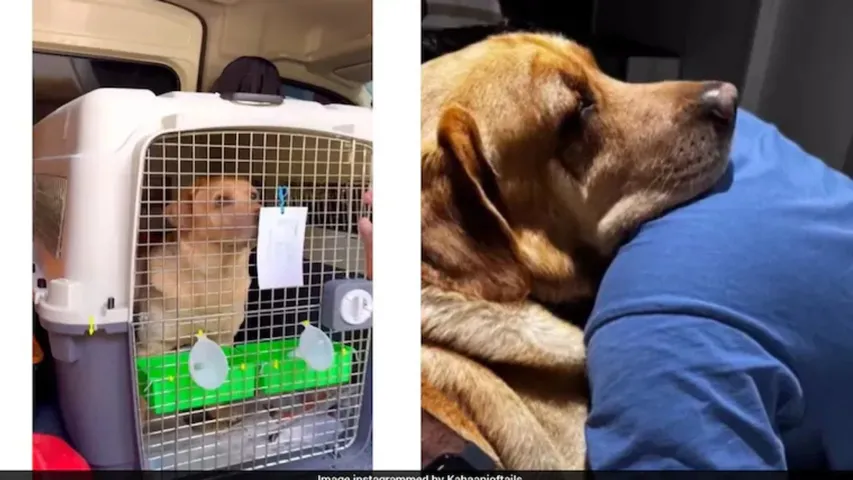 couple spend 15 lakh to shift pet dog to australia