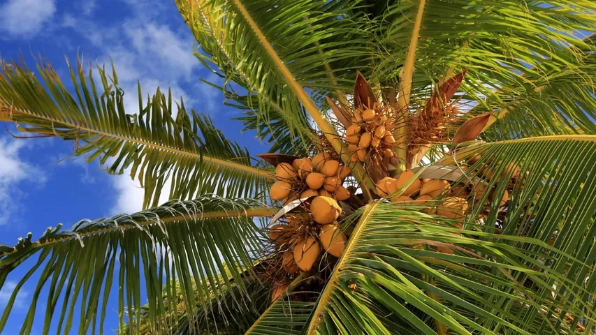 coconut trees