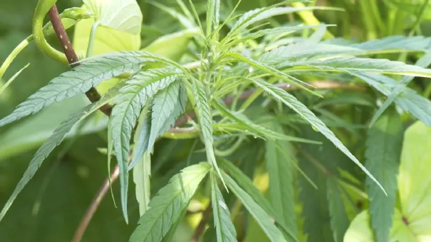 ಮದ್ಯಪಾನ ಮತ್ತು ಧೂಮಪಾನ ಆರೋಗ್ಯಕ್ಕೆ ಹಾನಿಕಾರಕ