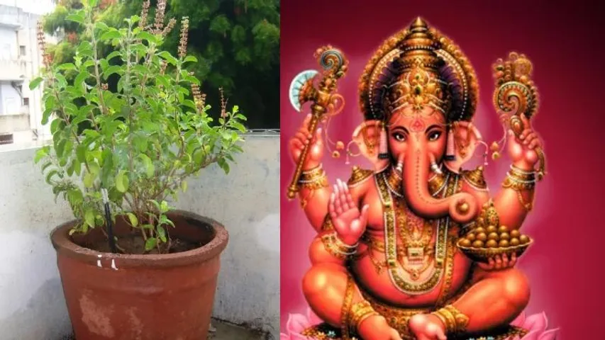 Ganesh Festival: ಪವಿತ್ರ ತುಳಸಿ ದಳವನ್ನು ಗಣೇಶನಿಗೆ ಅರ್ಪಿಸುವುದಿಲ್ಲ ಯಾಕೆ? ಪುರಾಣ ಹೇಳೋದೇನು?