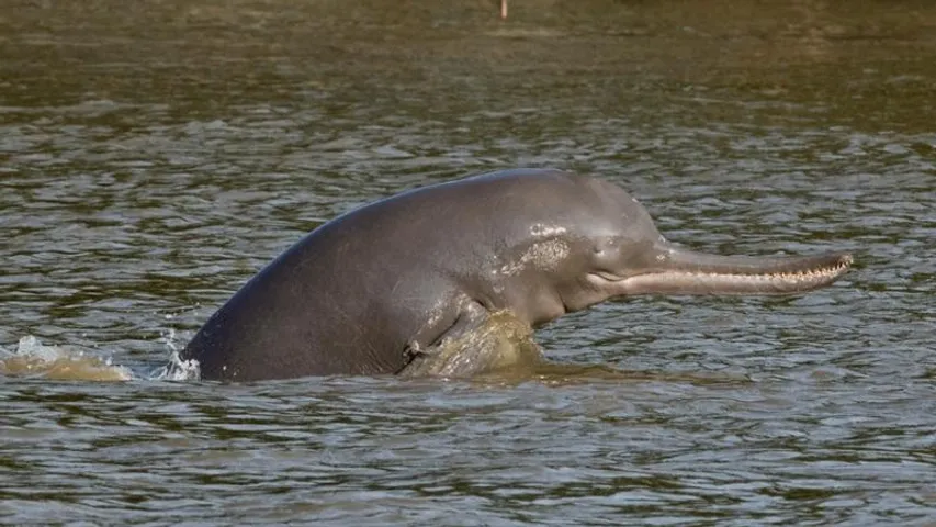 ಭಾರತದಲ್ಲಿ ಮೊದಲ ಬಾರಿ ನದಿಯಲ್ಲಿರುವ ಡಾಲ್ಫಿನ್​ಗಳ ಗಣತಿ! ಯಾವ್ಯಾವ ನದಿಗಳಲ್ಲಿ ಇವೆ ಡಾಲ್ಫಿನ್ ಸಂತತಿ?
