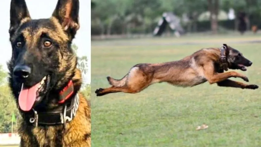 ಎಂಟು ಗುಂಡಿಗೆಯ ಪ್ಯಾಂಟಮ್​ ಇನ್ನಿಲ್ಲ.. ಸೇನಾ ಕಾರ್ಯಾಚರಣೆಯಲ್ಲಿ ಜೀವ ಬಿಟ್ಟ ಧೈರ್ಯಶಾಲಿ ಶ್ವಾನ; ಆಗಿದ್ದೇನು?