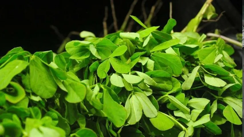 ಚಳಿಗಾಲಕ್ಕೆ ನೀವು ಈ ಸೊಪ್ಪುಗಳನ್ನು ತಿನ್ನಲೇಬೇಕು; Winter Seasonಗೆ ಹೇಳಿ ಮಾಡಿಸಿದ ಆರೋಗ್ಯವರ್ಧಕಗಳು