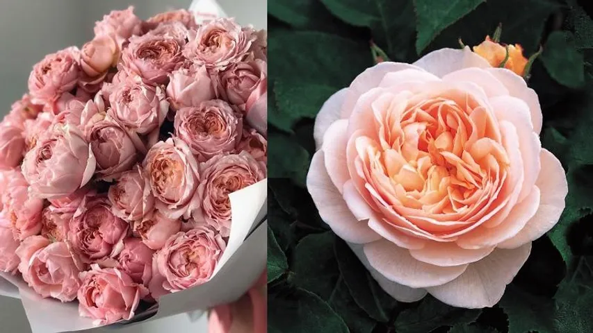 ಇದು ವಿಶ್ವದ ಅತ್ಯಂತ ದುಬಾರಿ ಗುಲಾಬಿ ಹೂ.. ಈ ಹೂವಿಗೆ ನೀಡುವ ಹಣದಿಂದ ಮನೆಯನ್ನೇ ಖರೀದಿಸಬಹುದು!