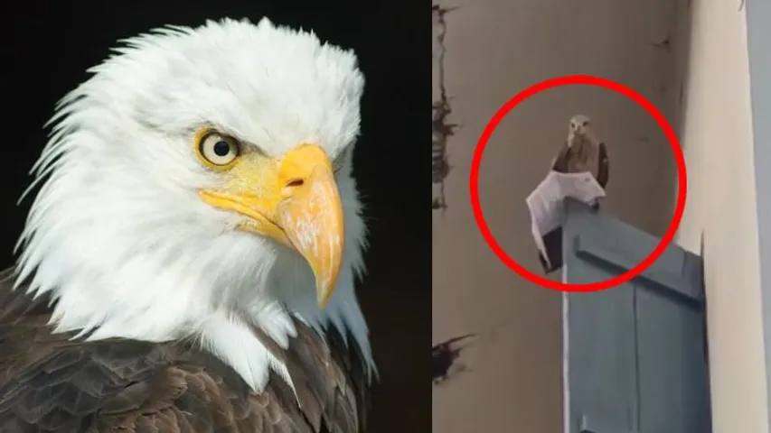 ಪರೀಕ್ಷೆ ಬರೆಯಲು ಬಂದ ಉದ್ಯೋಗ ಆಕಾಂಕ್ಷಿಗೆ ಗರುಡ ಅಡ್ಡಿ.. ಹಾಲ್​ ಟಿಕೆಟ್​ ಕದ್ದೊಯ್ದ ಮಾಡಿದ್ದೇನು? Video