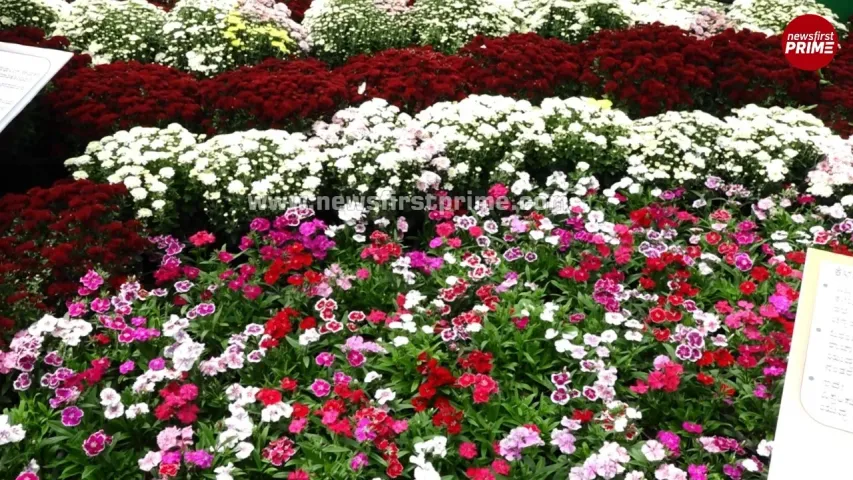 independence-day-lalbagh-flower-show-2025-10-1-2025-08-08-15-00-09