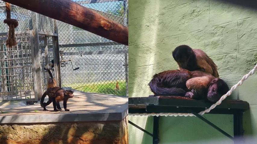 capuchin monkeys bannerghatta