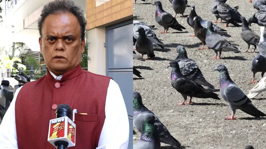 pigeon feeding animal actvists raise voice