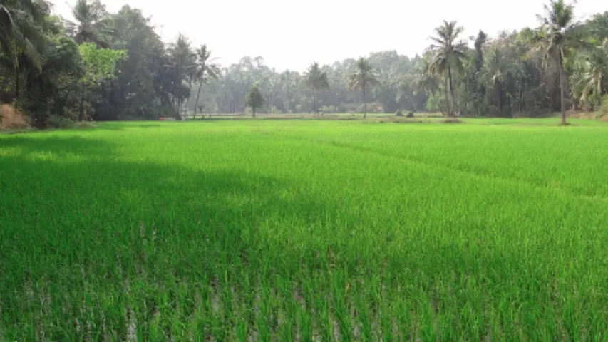 Agri land