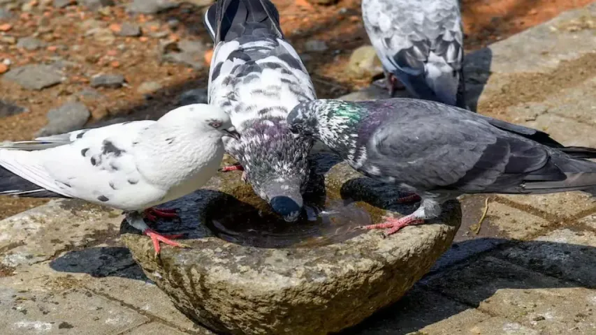 dove-2025-12-27-10-00-38