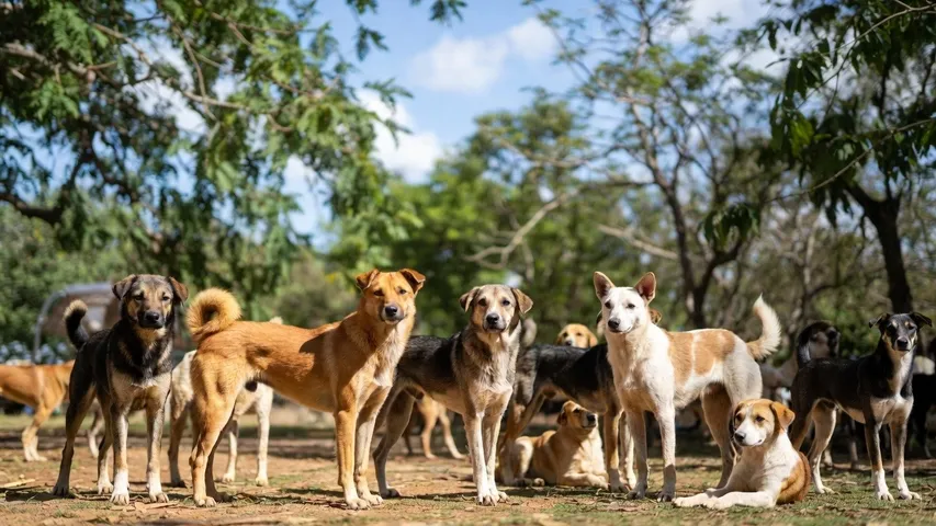 STRAY DOGS BENGALURU EAST CORPORATION