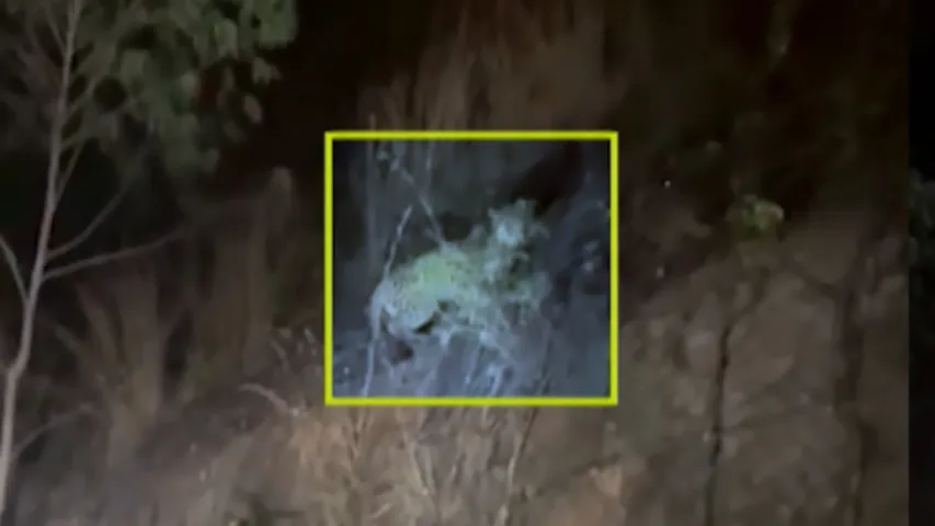 LEOPARD SPOTTED ON ROUTE NEAR NANDI HILLS