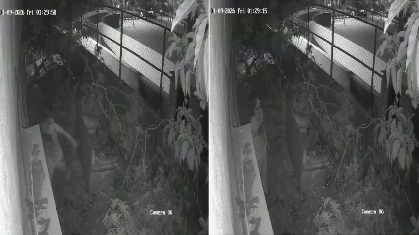 bengaluru puppy story