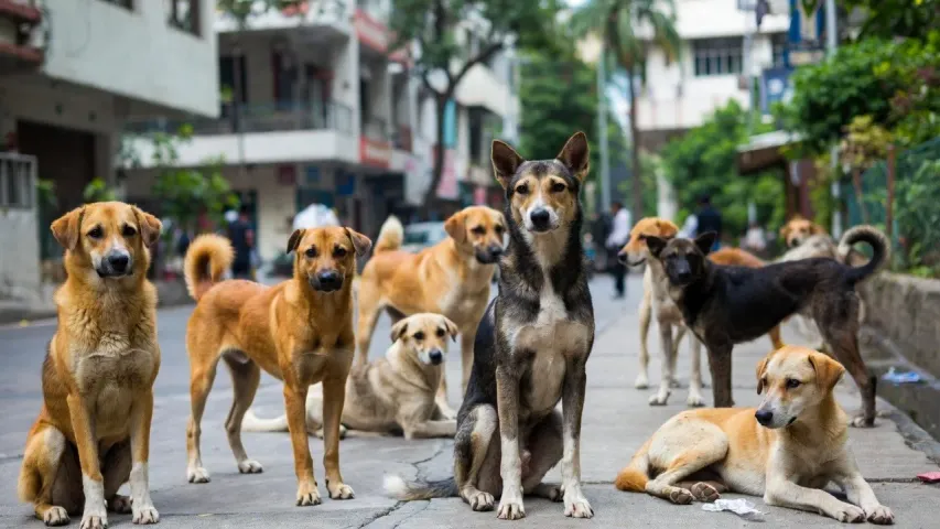 stray-dogs-bengaluru-2026-01-17-08-36-47