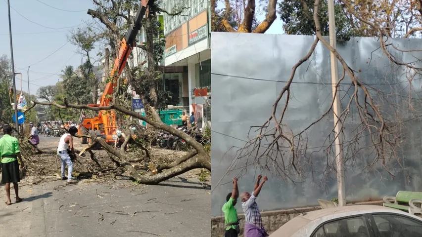 dry trees clearance bengaluru