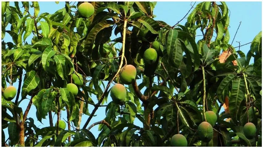 Bengaluru: Drought in state is bane to agri sector, but has a silver lining for mango cultivation