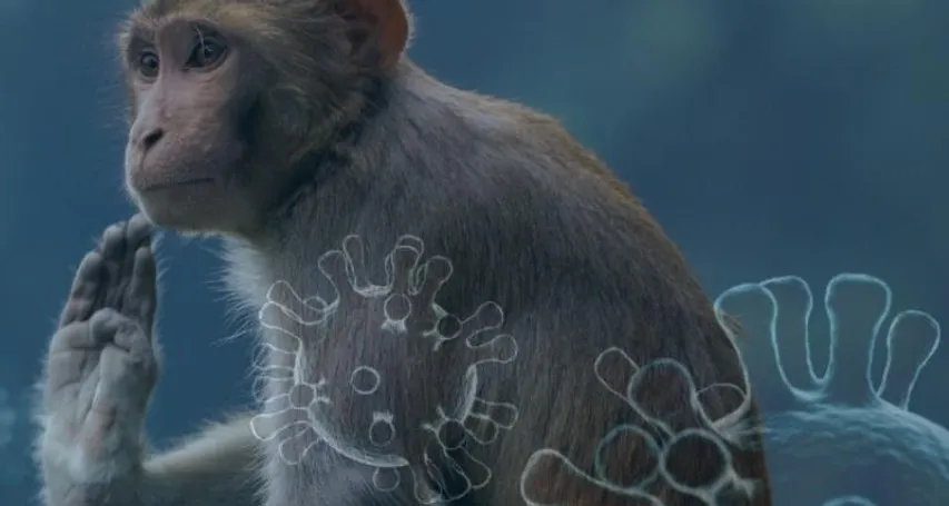 Karnataka health department officers on alert over spread of 'monkey fever'