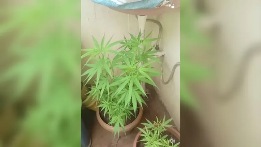 Bengaluru: Couple's inadvertent pic showing ganja lands them in jail