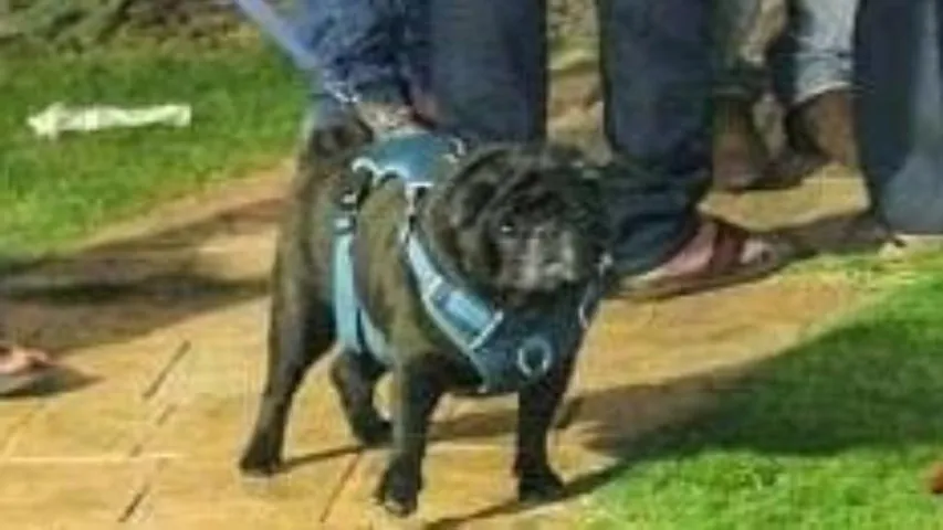 Geeta Shivarajkumar mourns Loss of pet Nemo, husband sends condolences from the US