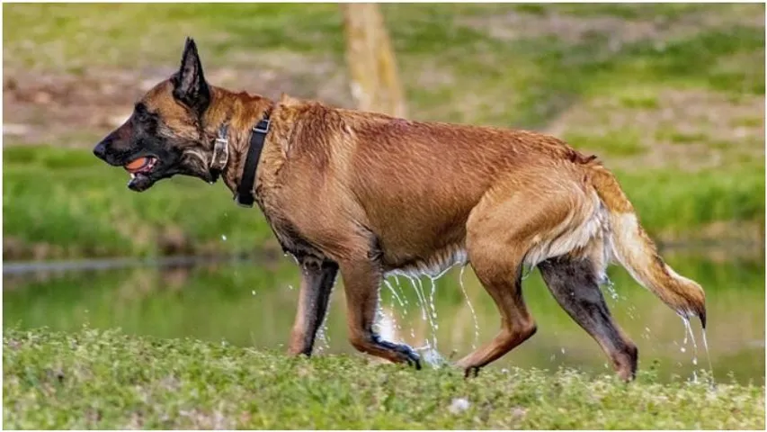 Karnataka to deploy dog squads in prisons to combat drug smuggling