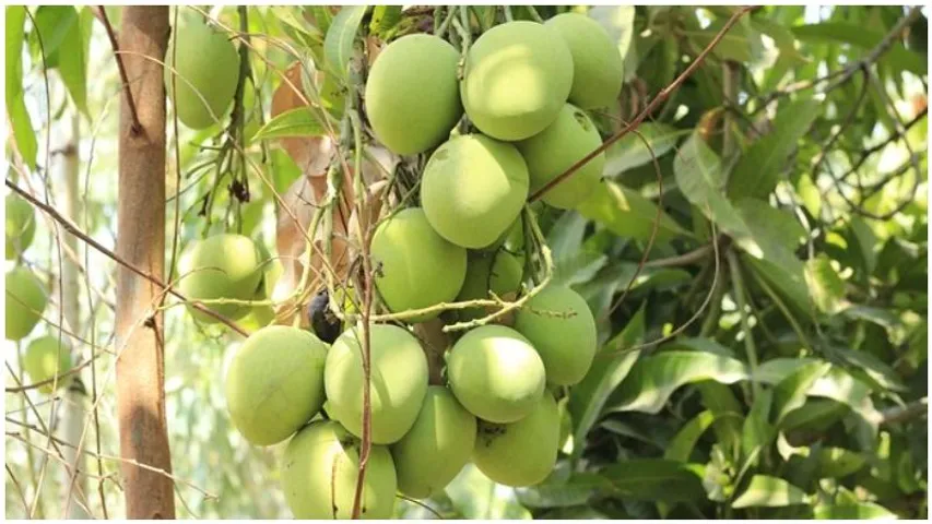 Karnataka gears up for a bumper mango season with 10 lakh tonne yield