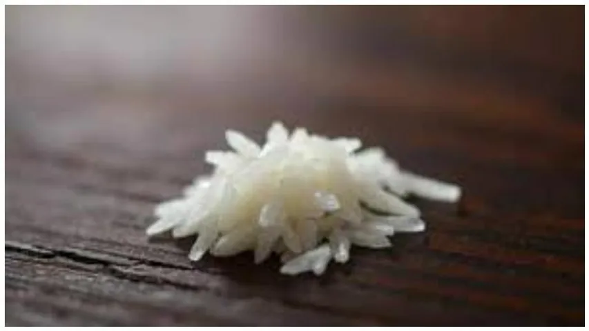 India creates history with first-ever genome-edited climate-smart rice