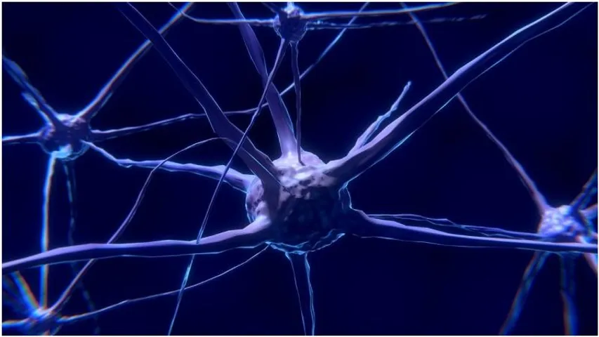 How the Vagus nerve can boost health and longevity
