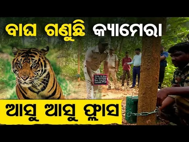 ବାଘ ଗଣୁଛି କ୍ୟାମେରା , ଆସୁ ଆସୁ ପ୍ଲାସ | Tiger Corridor || save tigers || Similipal Tiger Reserve ||OR