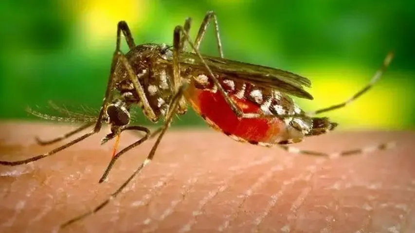 Dengue