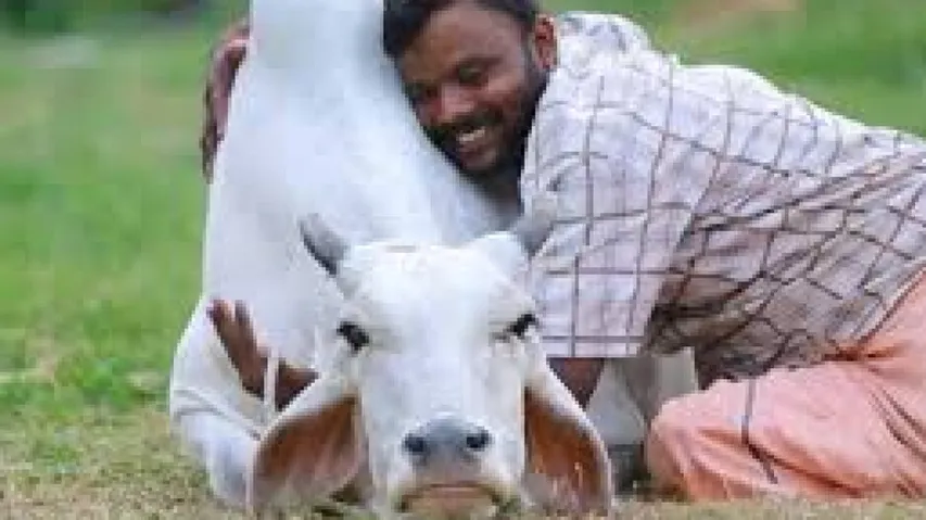 Cow Hug