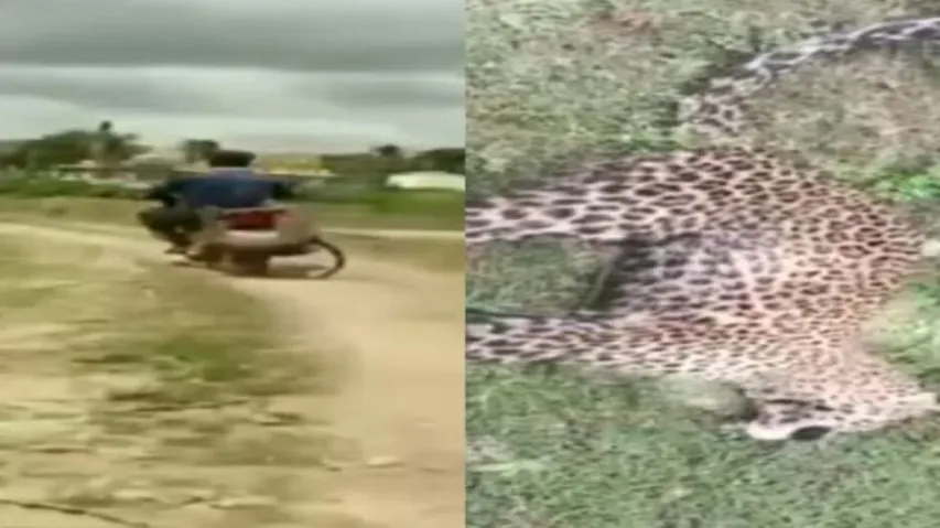 man ties leopard to bike with rope, rides to forest department