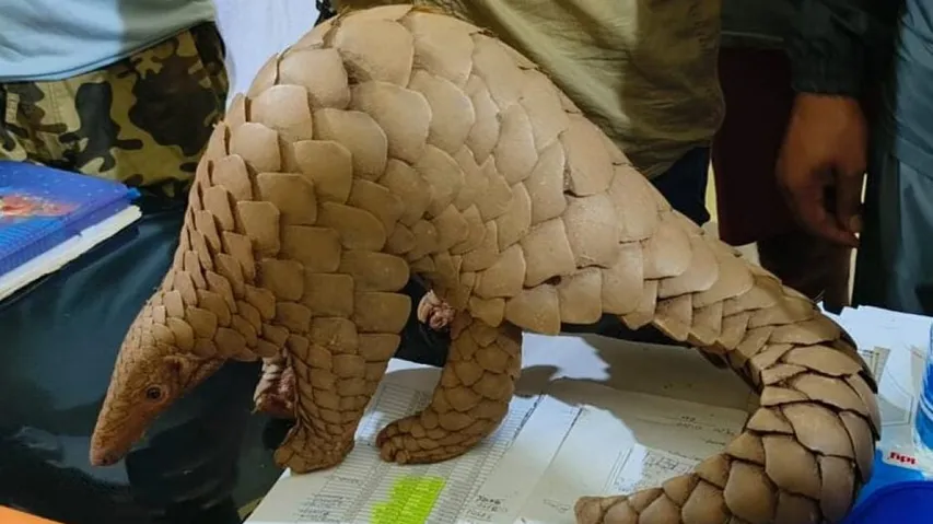 Pangolin rescue