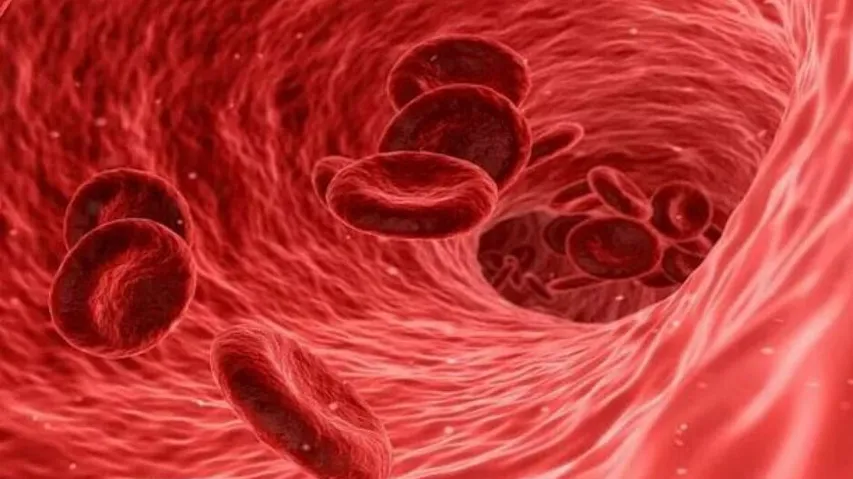 Blood Platelets