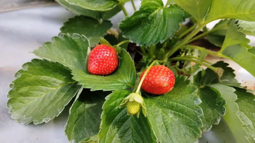 Strawberries