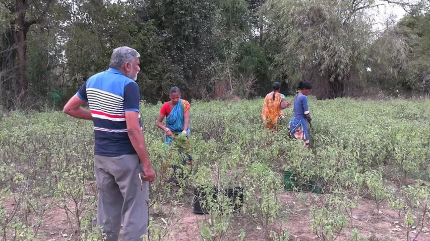 Tulsi Farming