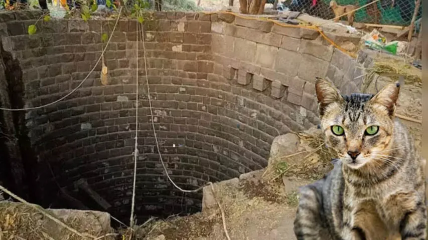 5-people-die-while-trying-to-save-a-cat