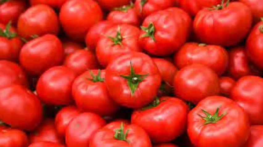 Tomato