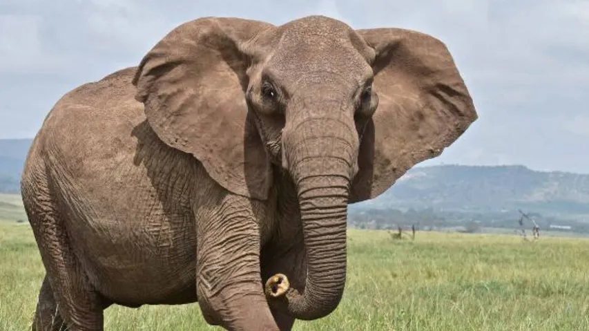 elephant