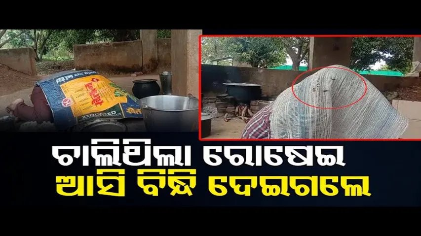 ଚାଲିଥିଲା ରୋଷେଇ, ବିନ୍ଧି ଦେଲେ ମହୁମାଛି